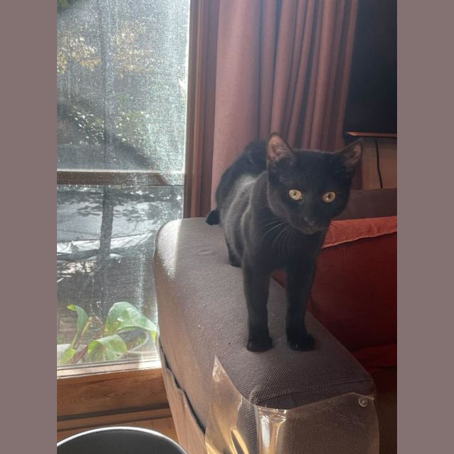 Photo of Darling Dior The Purrrrfect Kitten