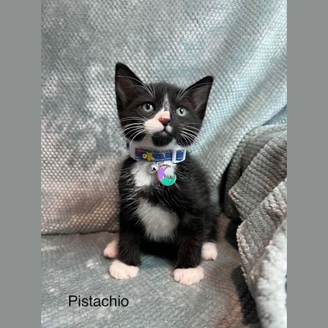 Photo of Pistachio
