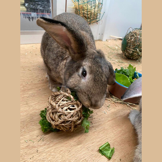 Photo of Frankie & Mikey