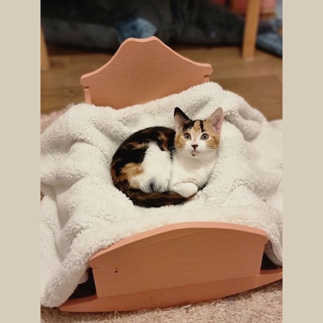 Photo of Daisy & Rosie 