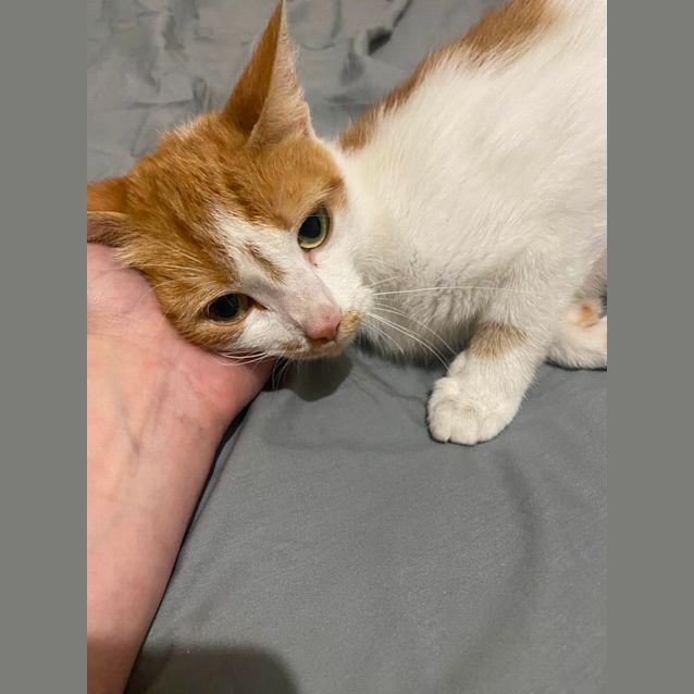 Photo of Precious Poppy