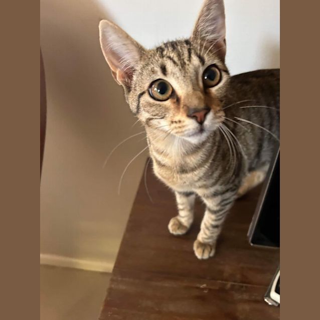Photo of Bindi 