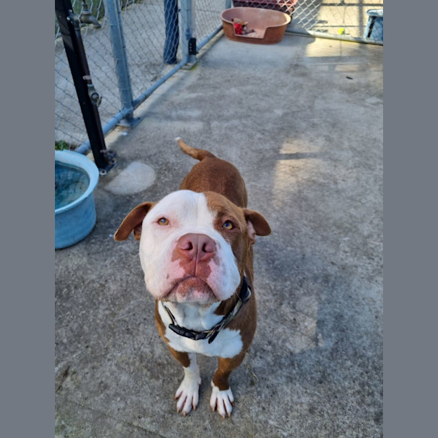 Photo of Trigger