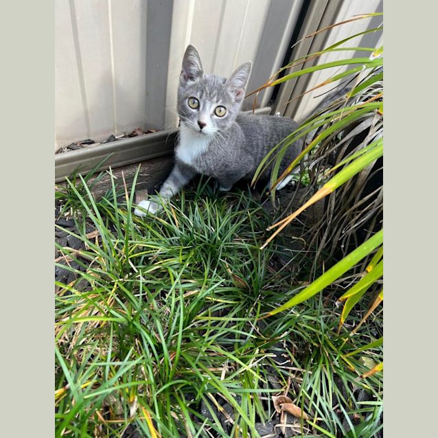 Photo of Cleo