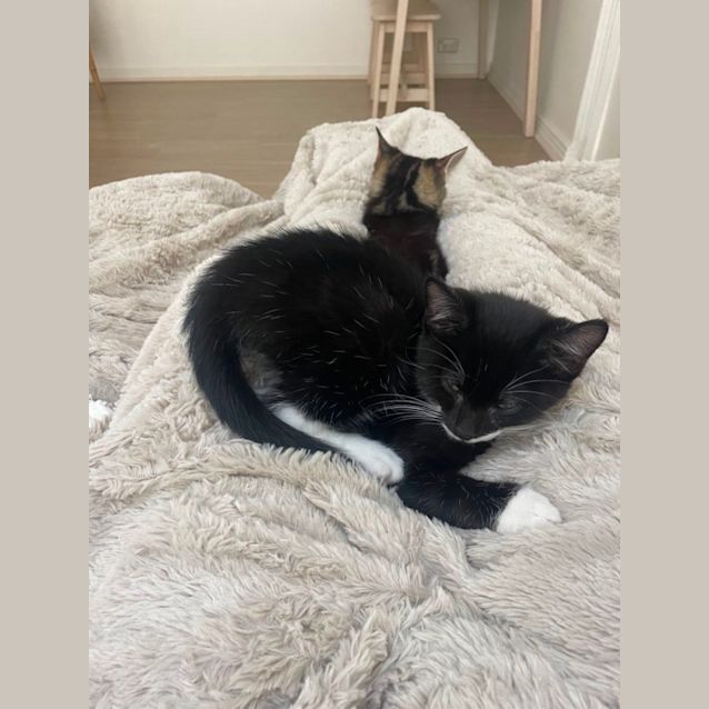 Photo of Sir Reginald 