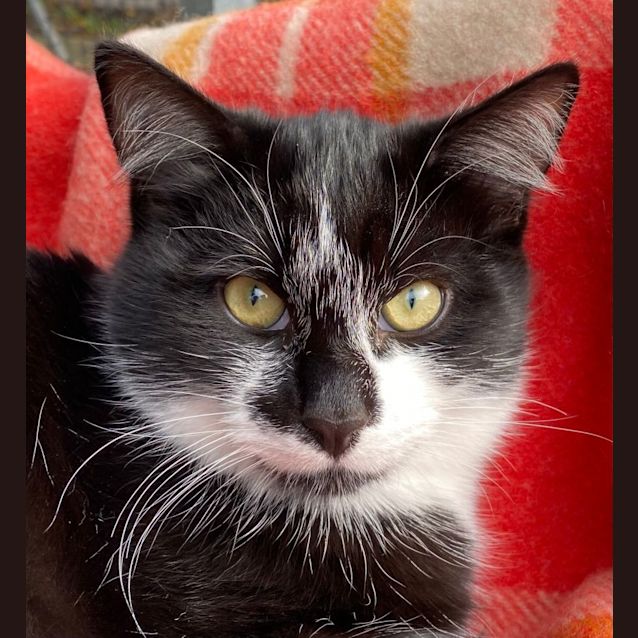 Photo of Mo   Located In Bellfield