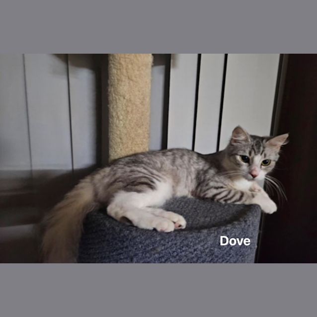 Photo of Dove