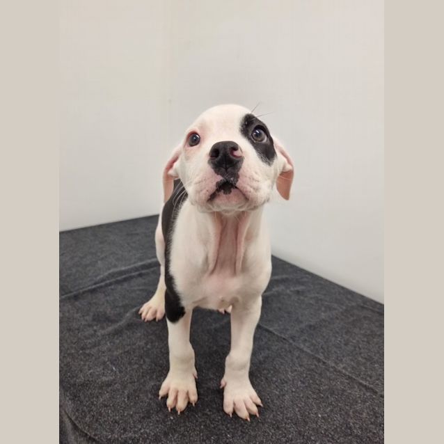 Photo of Clementine