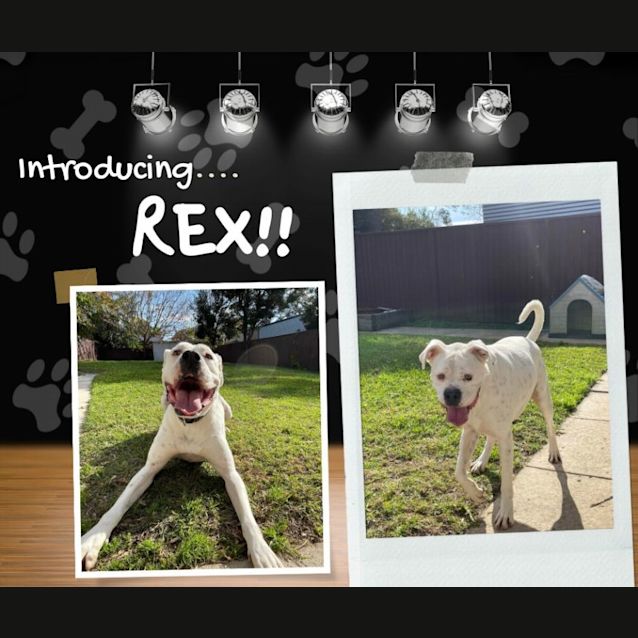 Photo of Rex