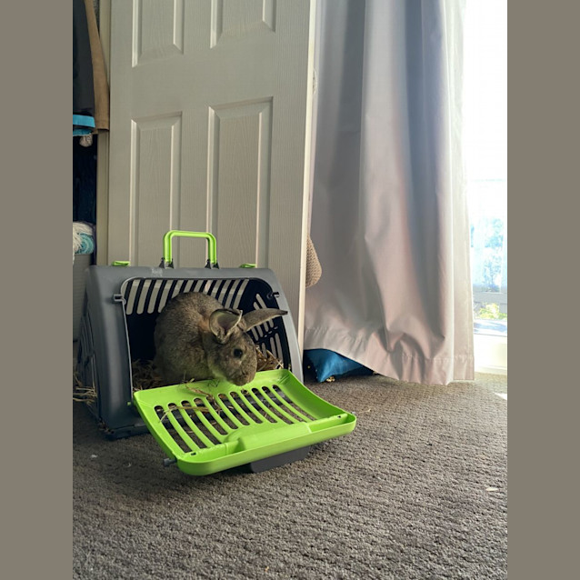 Photo of Bun Bun Jefferson