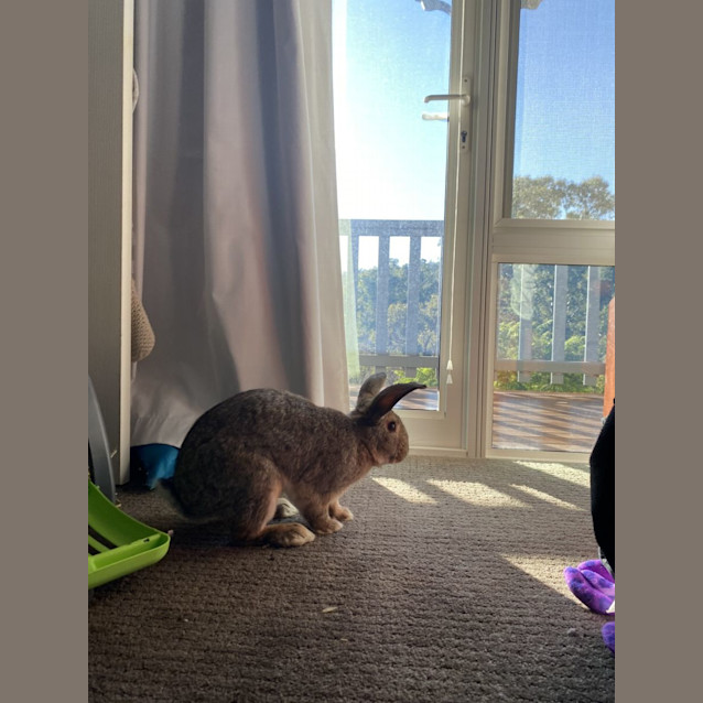 Photo of Bun Bun Jefferson