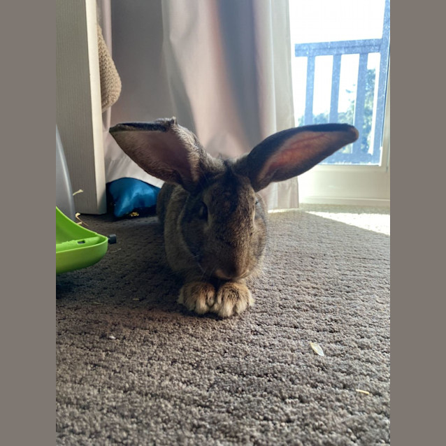 Photo of Bun Bun Jefferson
