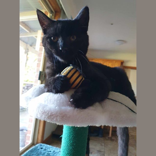 Photo of Merlin