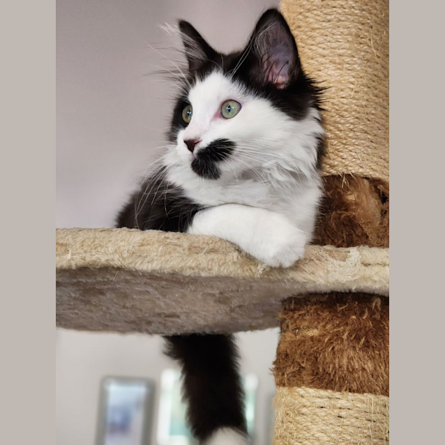 Photo of Rhumba ^^Dandy Cat Rescue^^