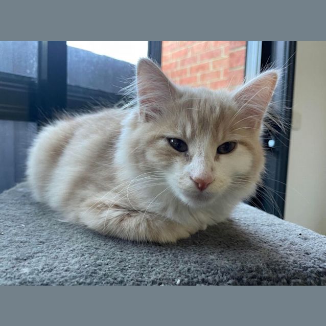 Photo of Blondie   Located In East Bentleigh