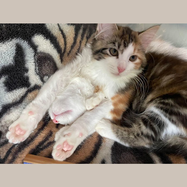 Photo of Berta   Located In Bentleigh East