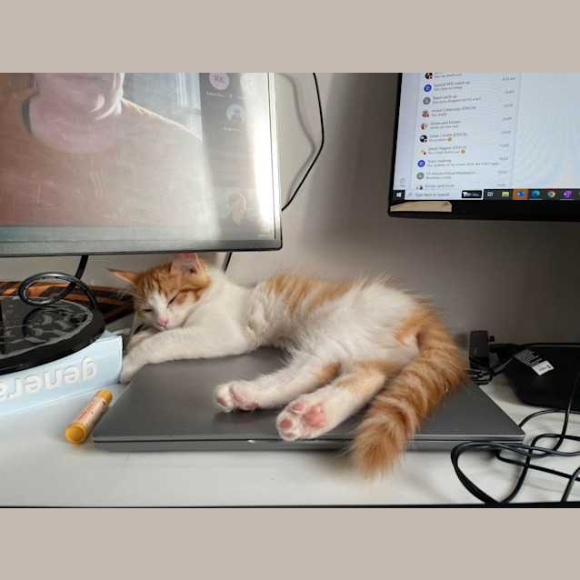 Photo of Bolly   Located In Bentleigh East