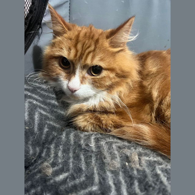 Photo of Ramsay   Located In Cranbourne
