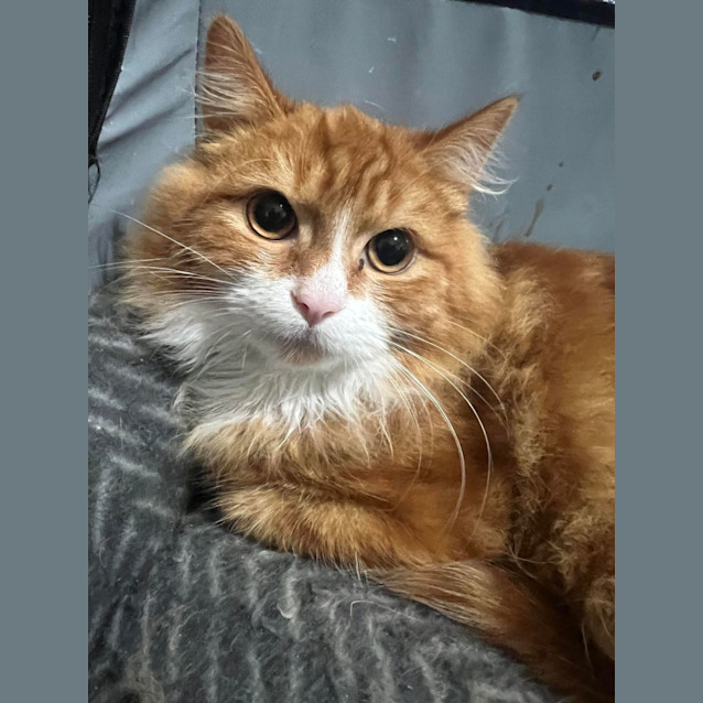 Photo of Ramsay   Located In Cranbourne