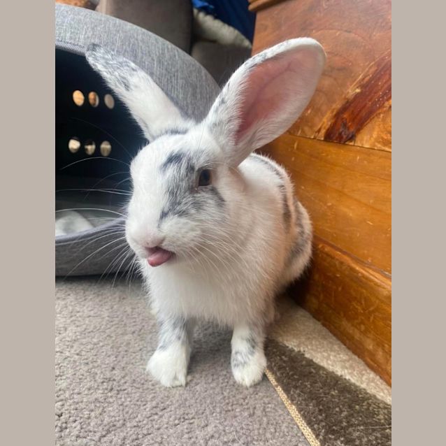 Photo of Quartz Skye