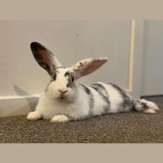 Photo of Quartz Skye