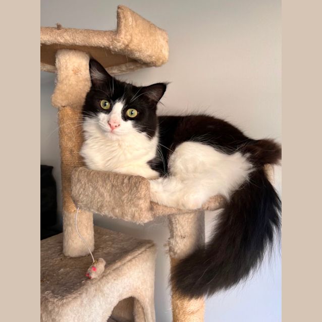 Photo of Gremlin (Grem) 