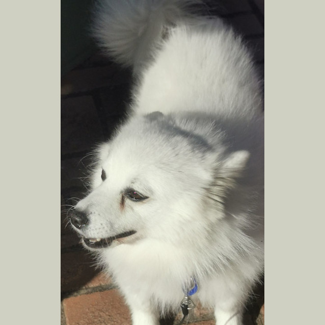 Photo of Toby   5 Year Old Japanese Spitz (Trial)