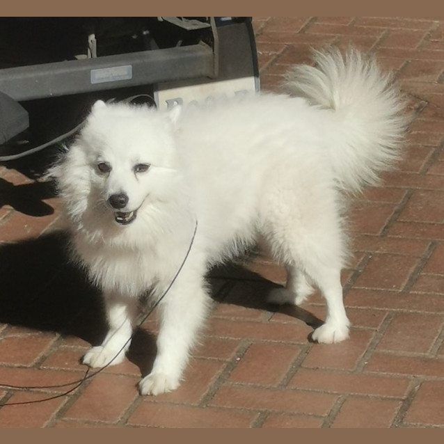 Photo of Toby   5 Year Old Japanese Spitz (Trial)