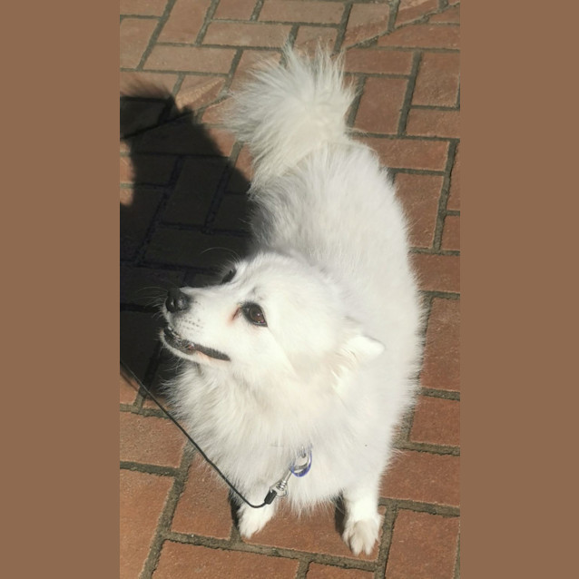 Photo of Toby   5 Year Old Japanese Spitz (Trial)