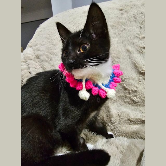 Photo of Sprinkles