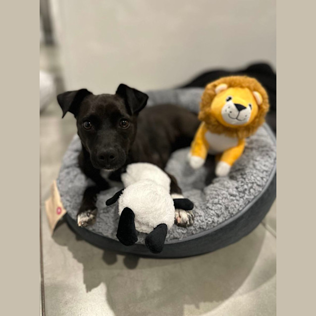 Photo of Alfie
