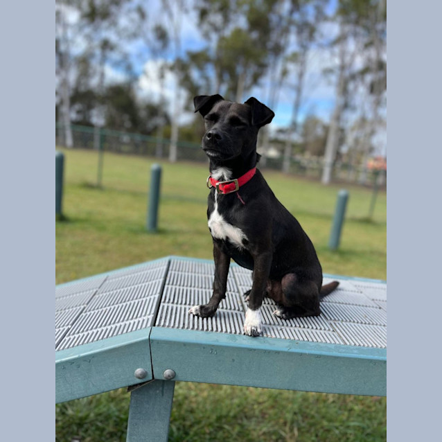 Photo of Alfie