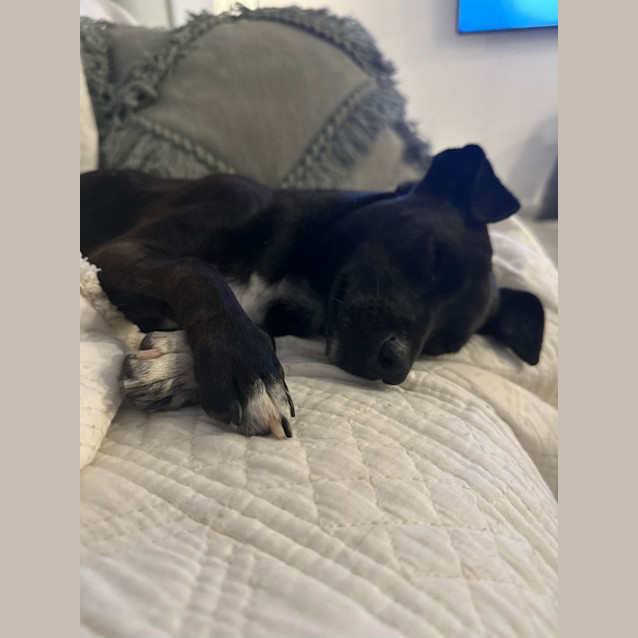 Photo of Alfie