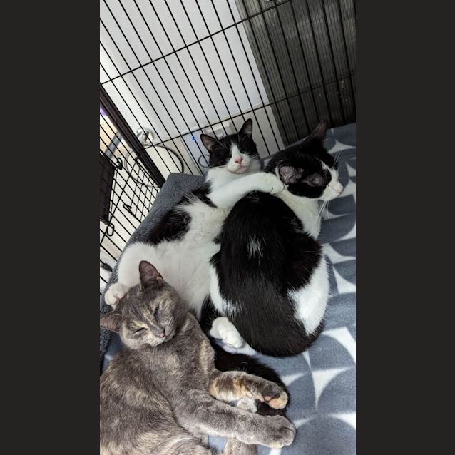 Photo of Felicity & Bruno