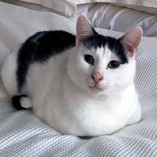 Photo of Mouse Sta010393