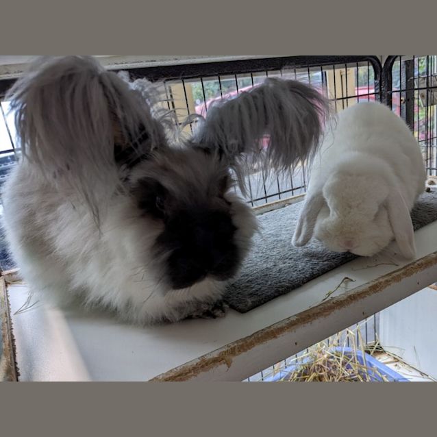 Photo of Pixie Dust & Winter Blues