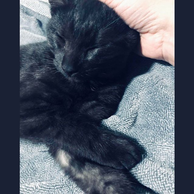 Photo of Raven (Claw)