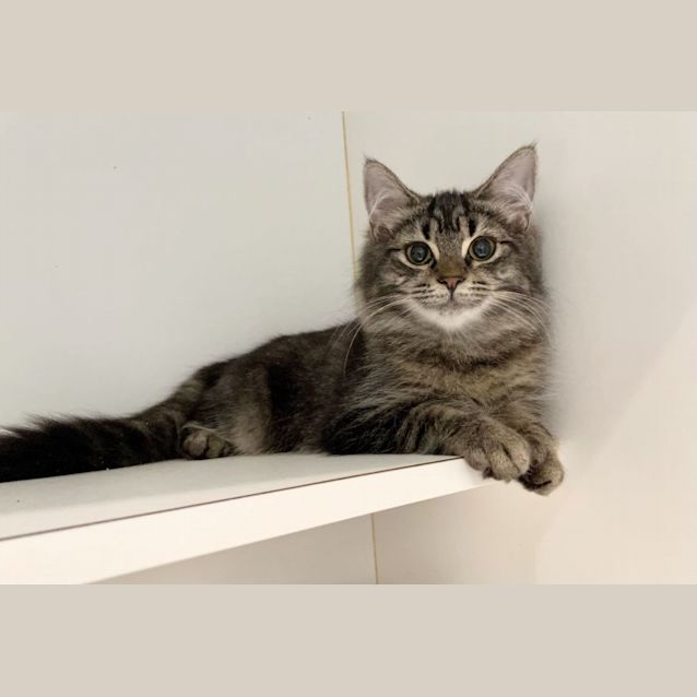 Photo of Angel And Narnia