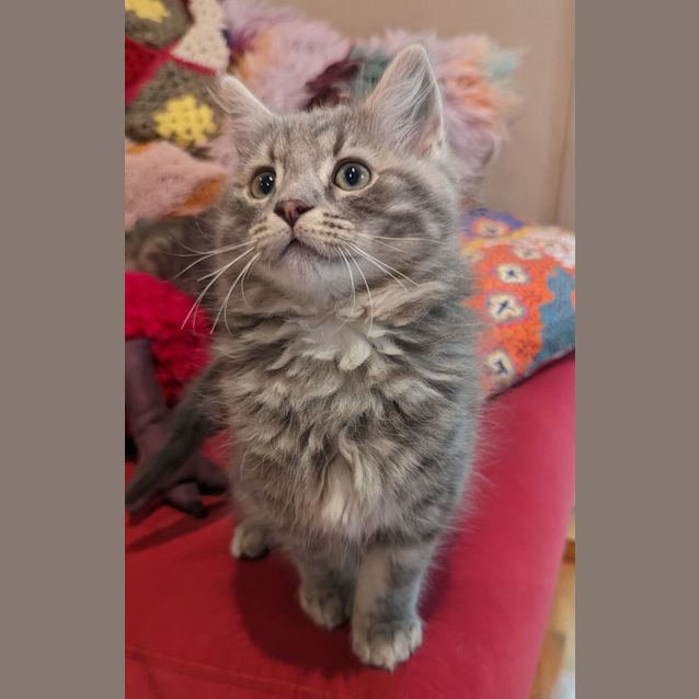 Photo of Puffington   Located In Westmeadows 