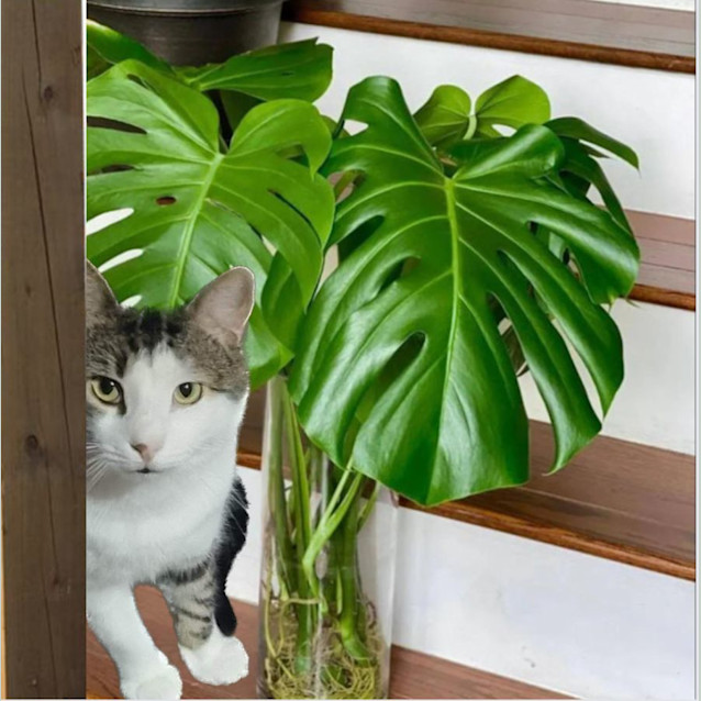 Photo of Benson 😸