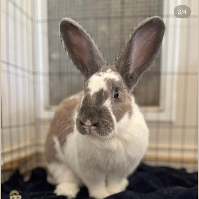Photo of Maple 🌻