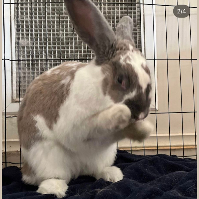 Photo of Maple 🌻