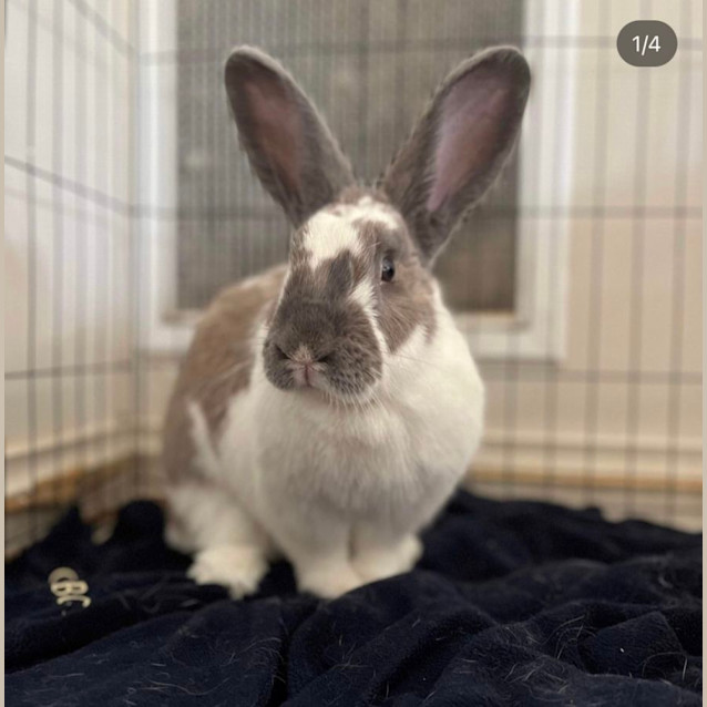 Photo of Maple 🌻