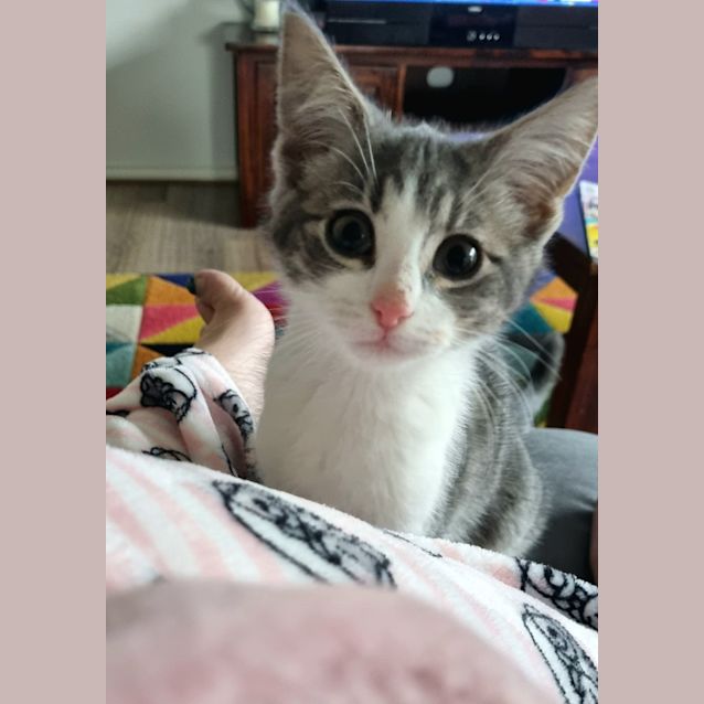 Photo of Spanky