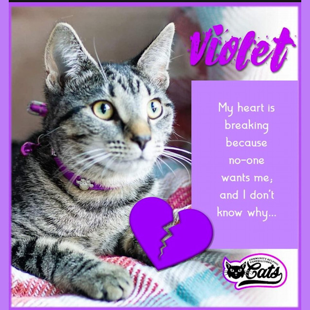 Photo of Sweet Violet
