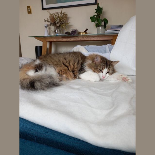 Photo of Kiki Paws