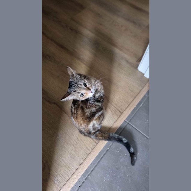 Photo of Nova