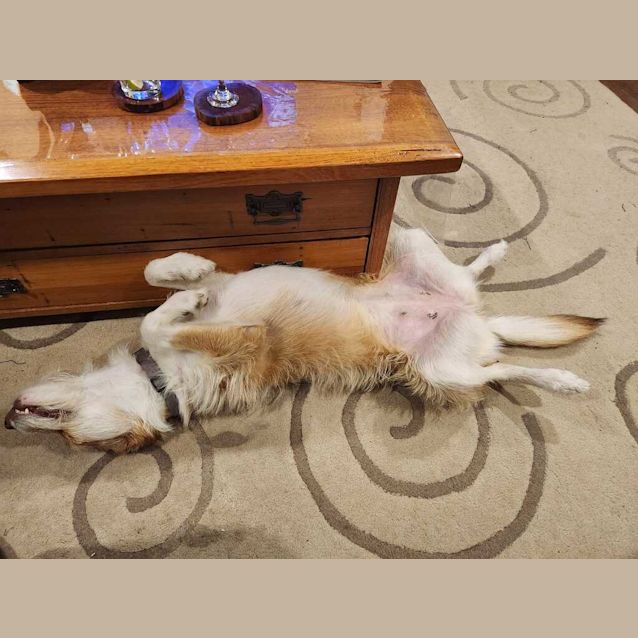 Photo of Zara (Now Maggie)