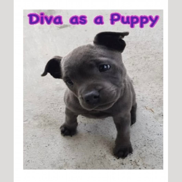 Photo of Diva & Diesel 