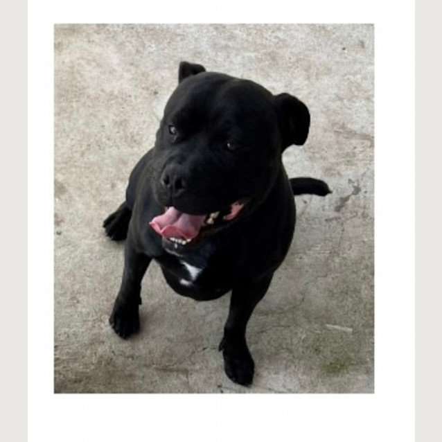 Photo of Diesel & Diva 